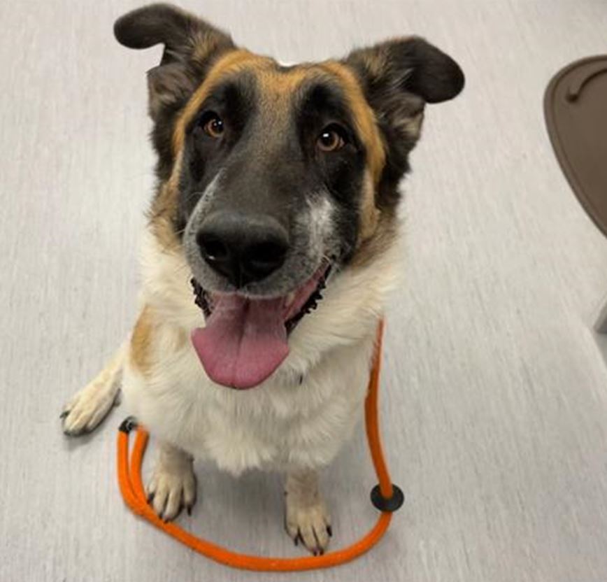 adoptable Dog in Fort Collins, CO named Rosebud