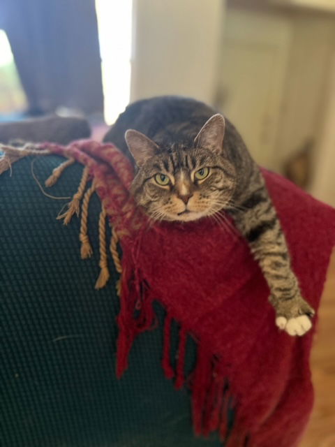 adoptable Cat in Fort Collins, CO named Zebbi