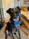 adoptable Dog in Fort Collins, CO named Keanu