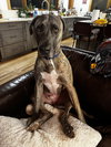 Hoagie - Photo 1