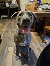 Hoagie - Photo 7