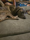 Hoagie - Photo 8