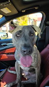 Hoagie - Photo 5