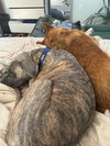 Hoagie - Photo 3