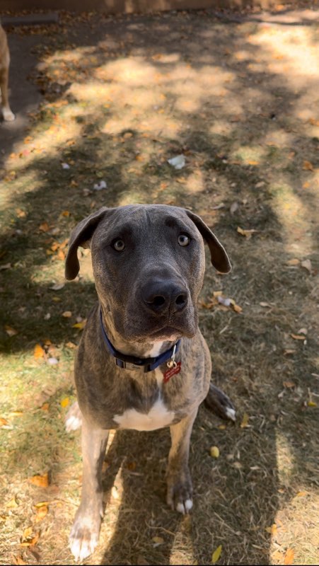 HOAGIE - Great Dane available for adoption
