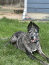 adoptable Dog in Fort Collins, CO named Jupiter