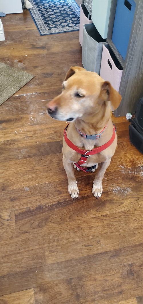 TOBY - Labrador Retriever available for adoption