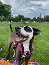 adoptable Dog in Fort Collins, CO named Wednesday