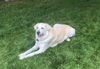 adoptable Dog in Fort Collins, CO named Gryff