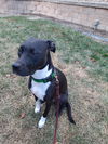 adoptable Dog in Fort Collins, CO named Molly
