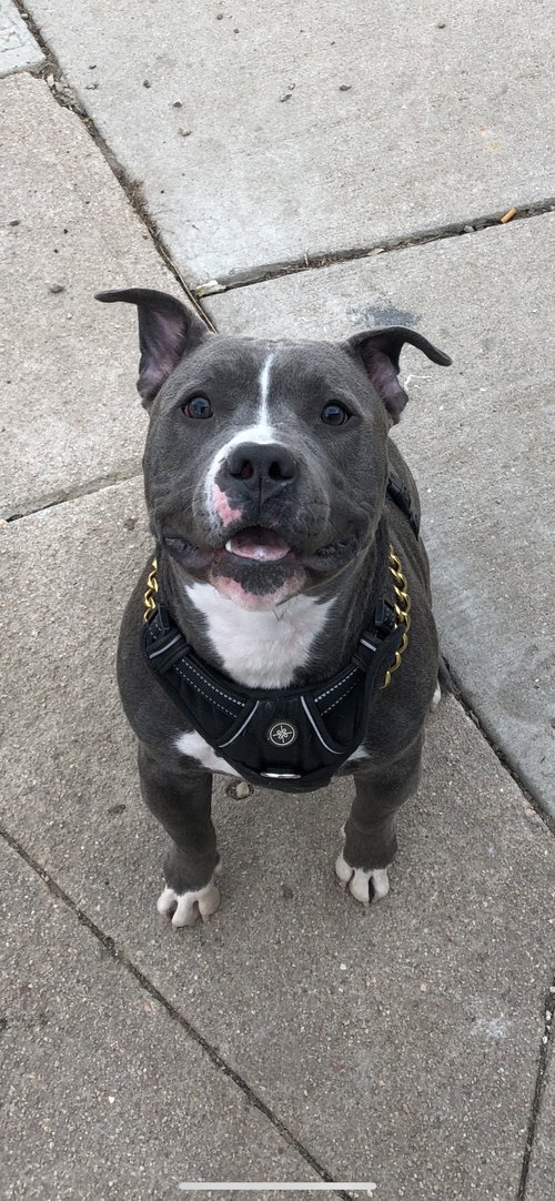 ACHILLES - Pit Bull Terrier available for adoption