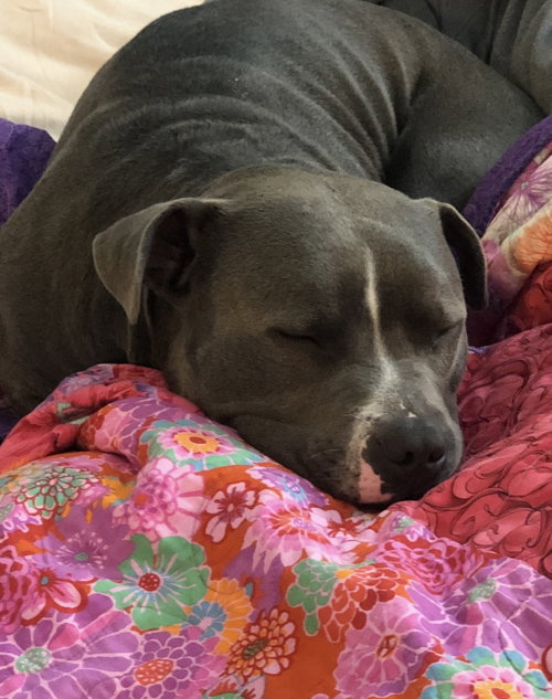 ACHILLES - Pit Bull Terrier available for adoption