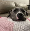 Achilles - Photo 5