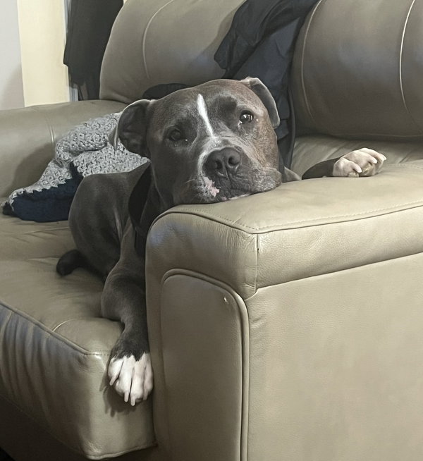 Achilles