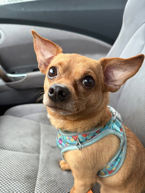 ZIGGY STARDUST - Chihuahua available for adoption