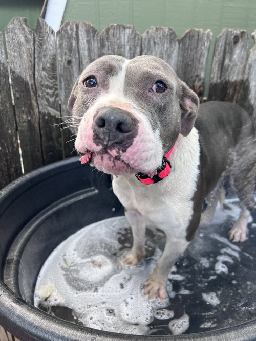 LUNA - Pit Bull Terrier available for adoption