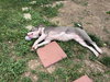 Luna - Photo 3