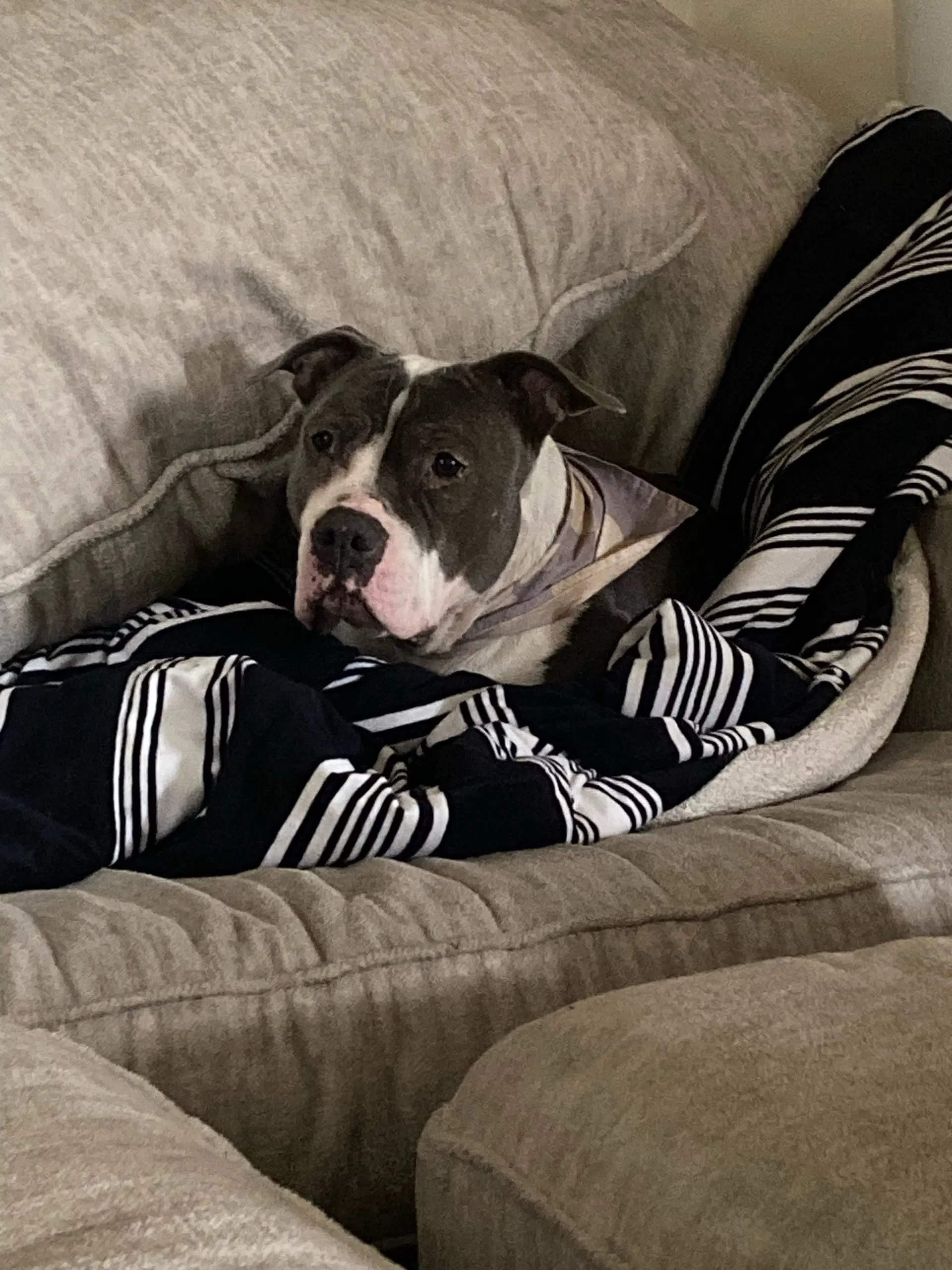 Luna - Pit Bull Terrier