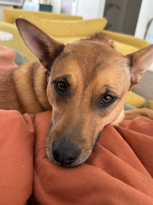 Aeris, an adoptable Unknown breed in Fort Collins, CO