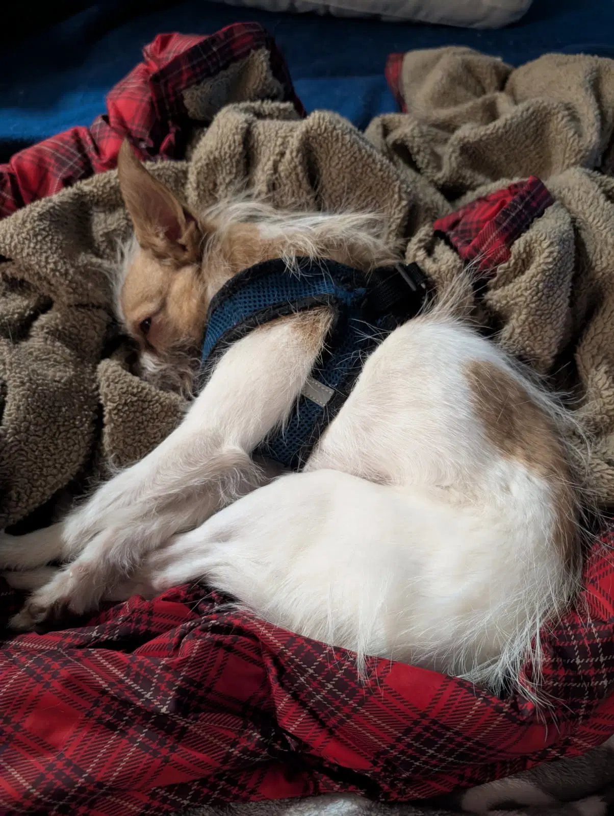 Tilly image 3