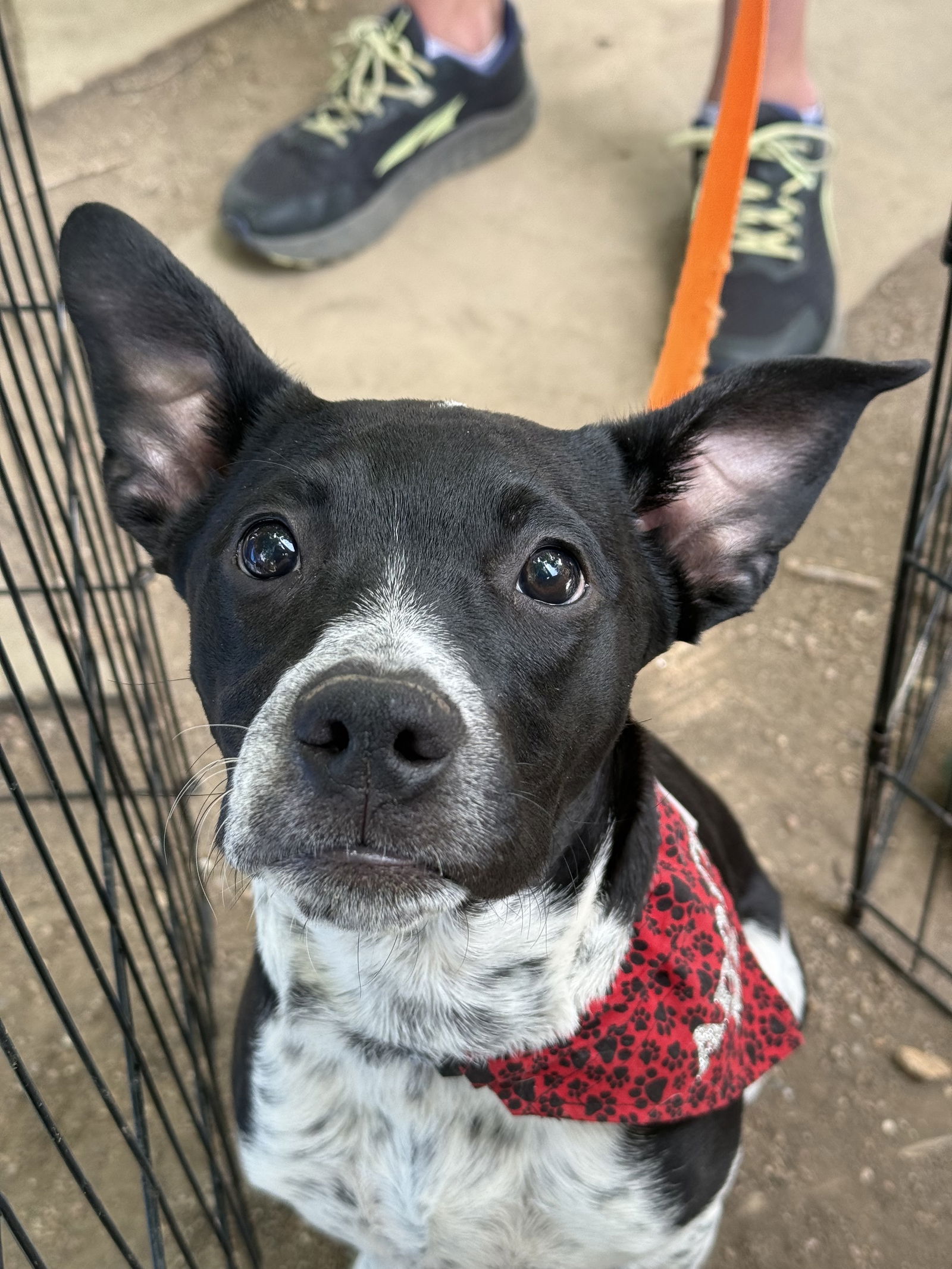 adoptable Dog in Fort Collins, CO named Johnny Cash
