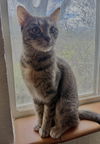 adoptable Cat in Fort Collins, CO named Red Velvet