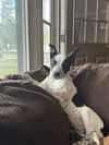 adoptable Dog in Fort Collins, CO named Merle