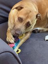 adoptable Dog in Fort Collins, CO named Pina