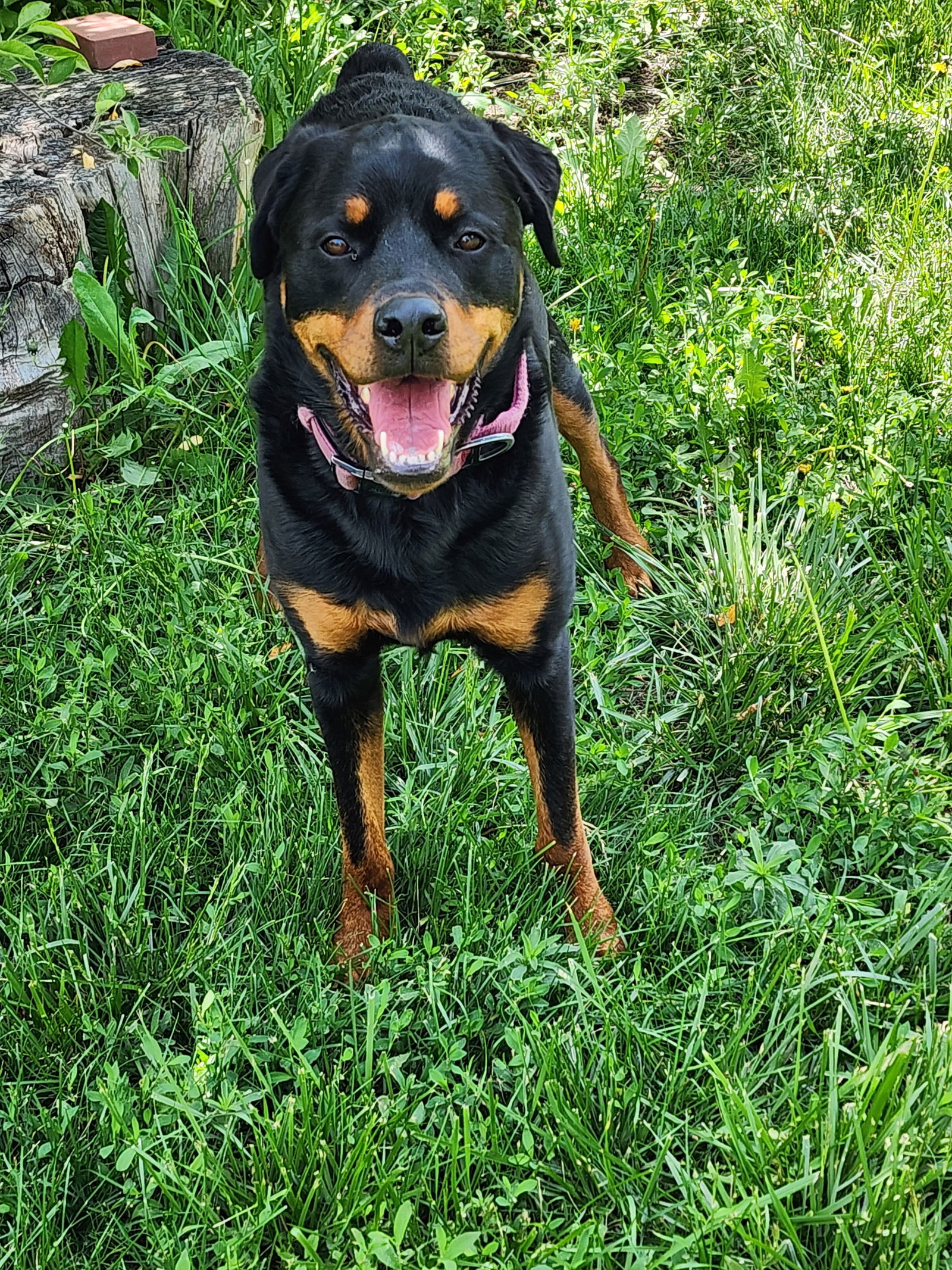 adoptable Dog in Fort Collins, CO named Theodore