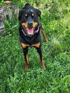 adoptable Dog in Fort Collins, CO named Theodore