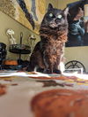adoptable Cat in Fort Collins, CO named Nimbus