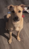 adoptable Dog in Fort Collins, CO named Bobby