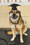 adoptable Dog in Fort Collins, CO named Phoebe