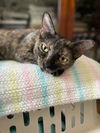 adoptable Cat in Fort Collins, CO named Jellybean