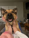 adoptable Dog in Fort Collins, CO named Koda