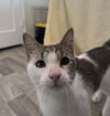 adoptable Cat in Fort Collins, CO named Bubba Duke