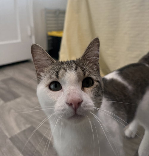 BUBBA DUKE - Domestic Short Hair available for adoption