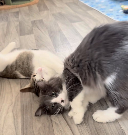 BUBBA DUKE - Domestic Short Hair available for adoption