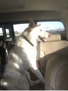 adoptable Dog in Fort Collins, CO named Spirit