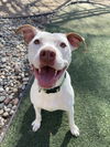 adoptable Dog in Fort Collins, CO named Nova