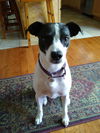 adoptable Dog in Fort Collins, CO named Bella