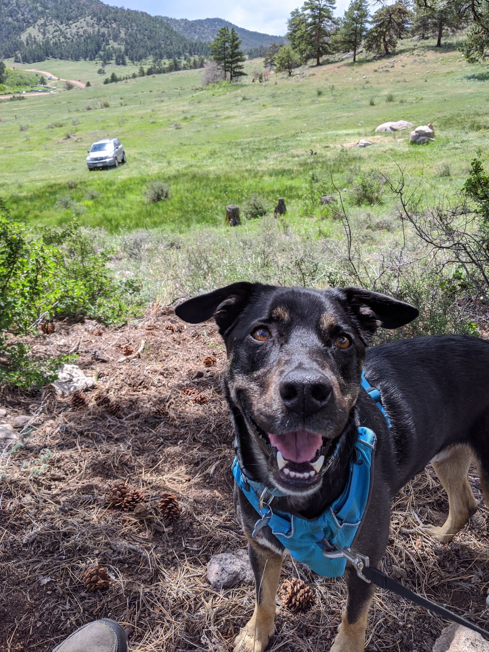 adoptable Dog in Fort Collins, CO named Reggie