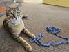 adoptable Cat in Fort Collins, CO named Quinton