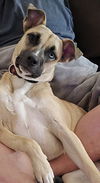adoptable Dog in Fort Collins, CO named Mila Pi