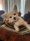 adoptable Dog in  named Emma
