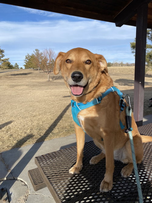 AVERI - Shepherd available for adoption