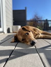Averi - Photo 3