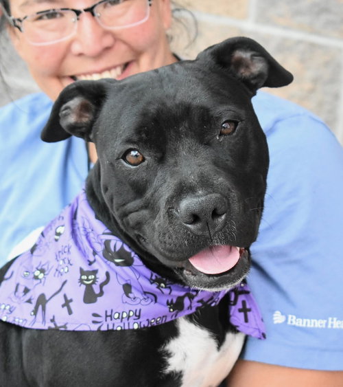 PEACH - Boxer / Pit Bull Terrier available for adoption