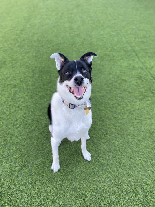 WATSON - Shepherd available for adoption