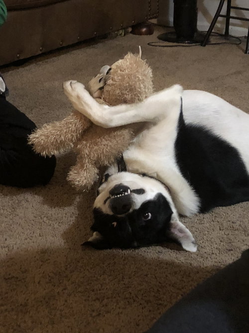 WATSON - Shepherd available for adoption